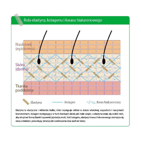 Aliness Zestaw Aliness ProSkin (Elastin Complex + Hialuron